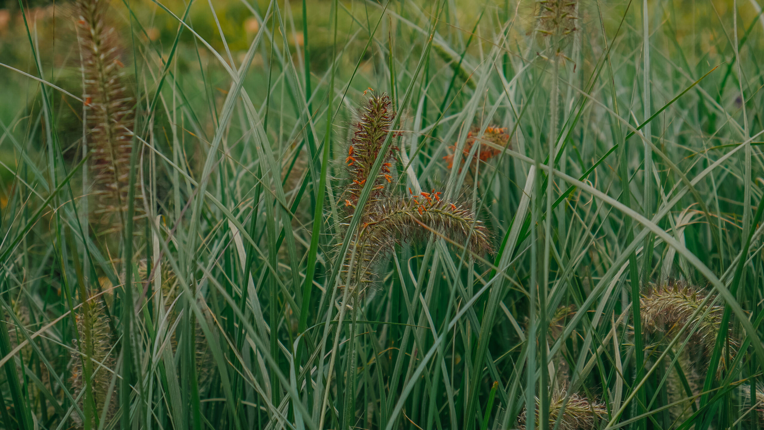 Пенісетум лисохвостий "Мондрі", Pennisetum alopecuroides 'Mondri' С3 - Зображення 2