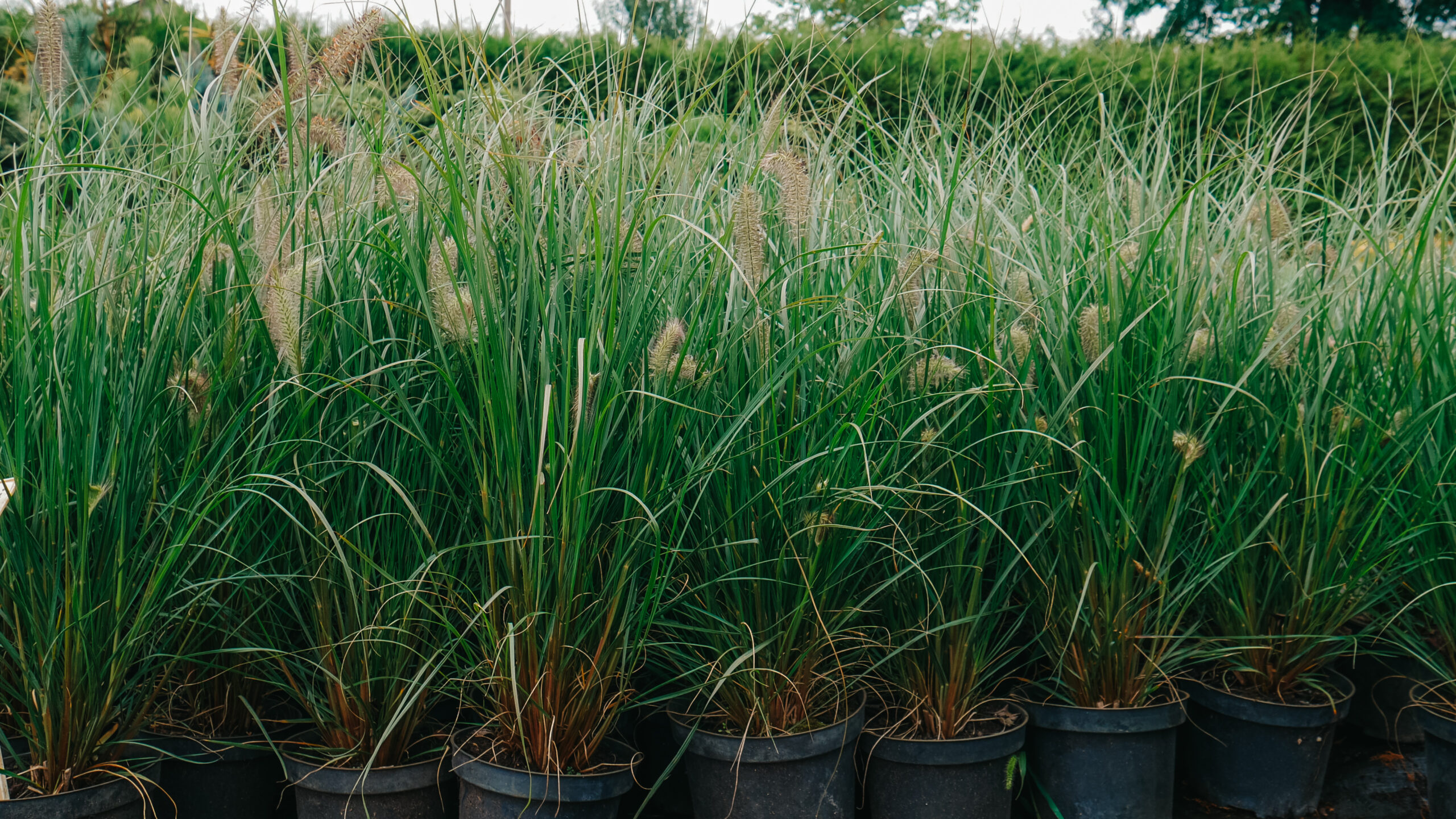 Пенісетум лисохвостий "Мондрі", Pennisetum alopecuroides 'Mondri' С3 - Зображення 3