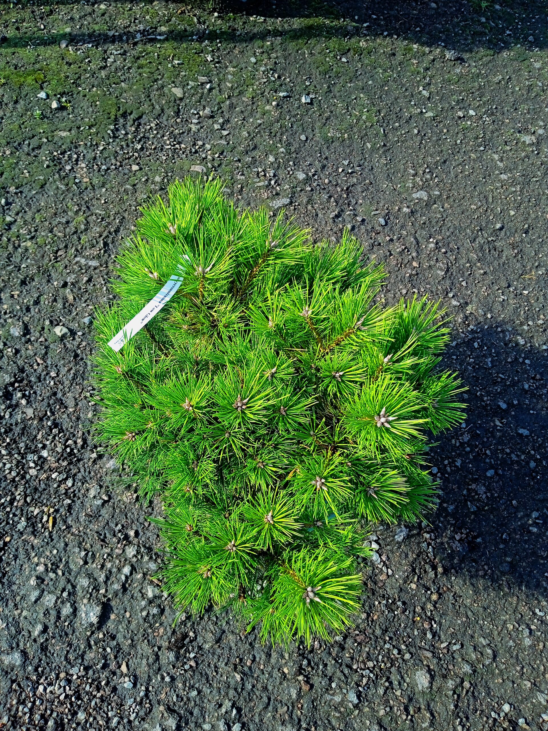 Сосна густоквіткова 'Лоу Глоу, Pinus densiflora ‘Low Glow’ С10 W40/50 - Зображення 2