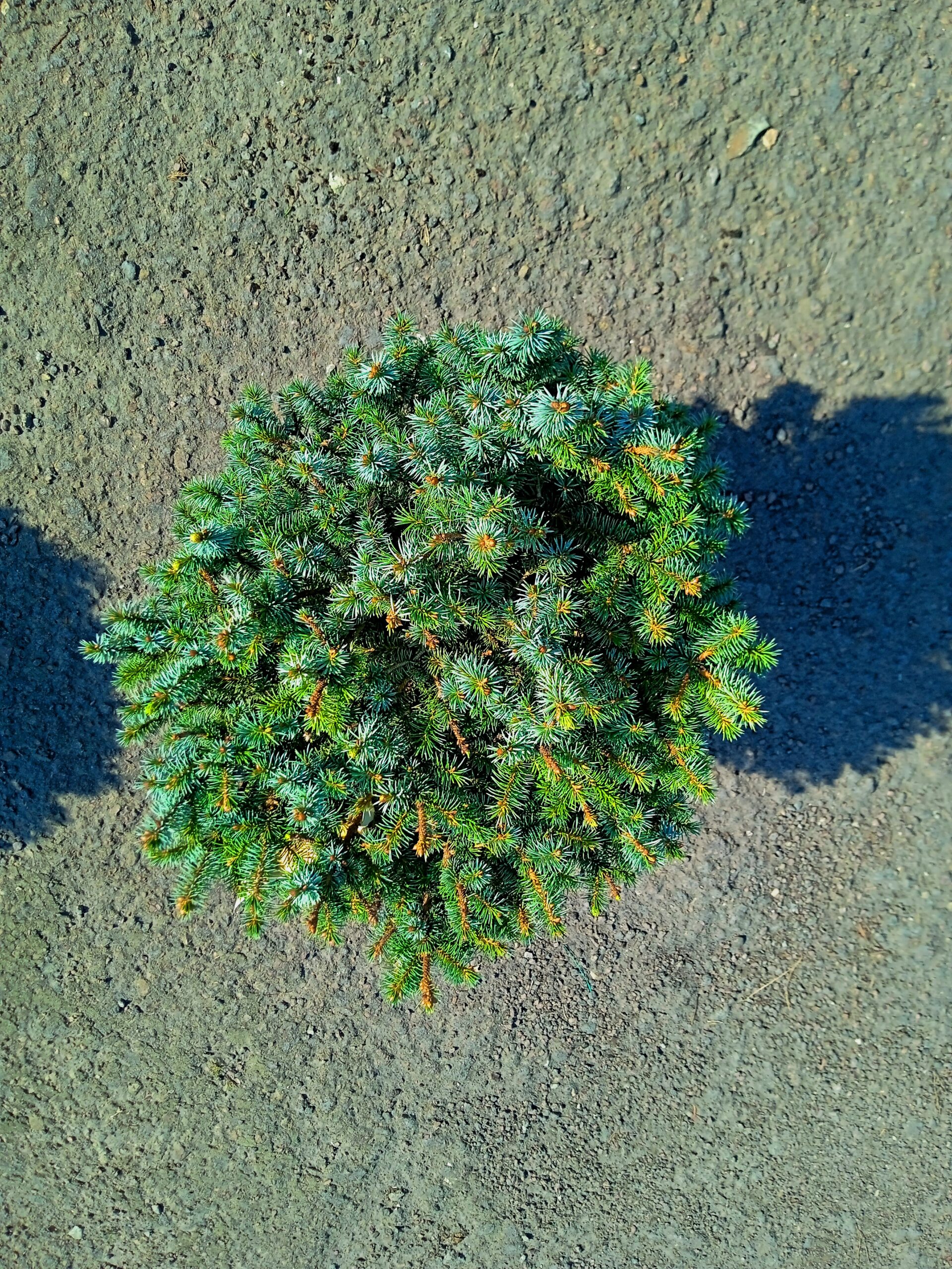 Ялина Глаука 'Сесілія', Picea Glauca 'Cecilia' C10 - Зображення 2