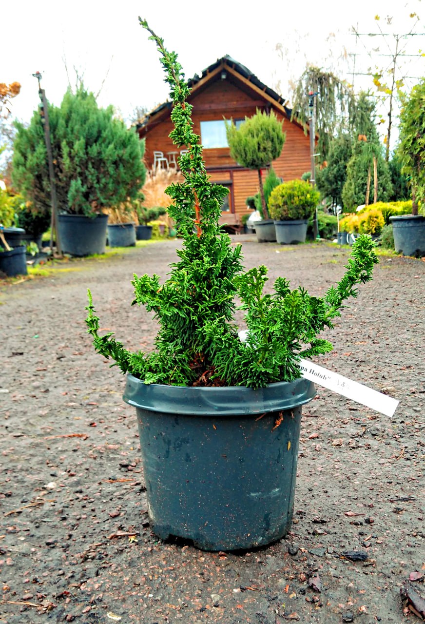 Туя західна "Малониана Холуб",Thuja occidentalis "Malonyana Holub" C3, Н20/25