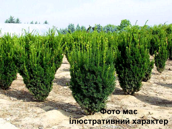 Тис середній "Хіллі", Taxus media "Hilli" С2 Н30+ - Зображення 2