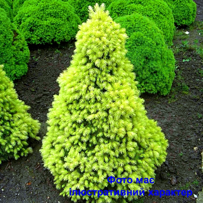 Ялина канадська 'Дейзі Вайт', Picea glauca 'Daisy's White' C12 H60
