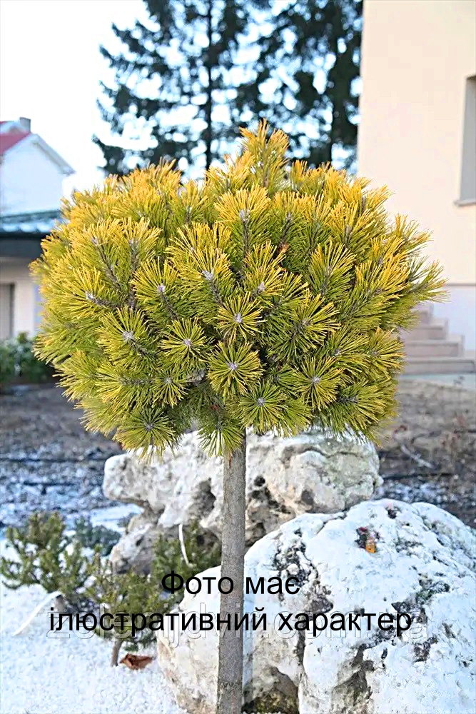 Сосна гірська 'Карстен Вінтерголд', Pinus mugo 'Carstens Wintergold' С25 Н30/40