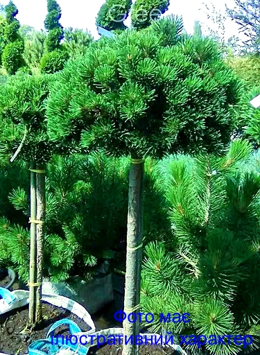 Сосна гірська "Пікобелло", Pinus mugo "Picobello" C10, Pa50