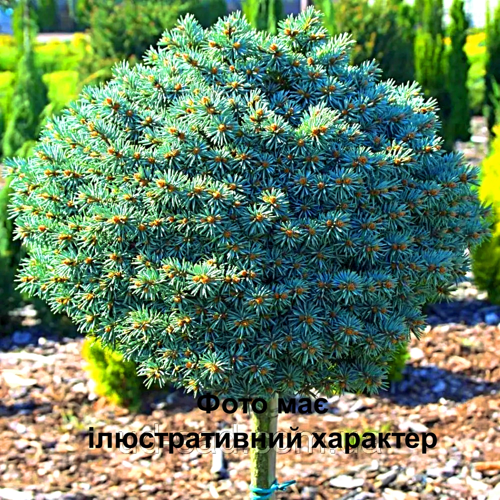 Ялина колюча "Блю Перл", Pinus sylvestris 'Blue Pearl' C5, Pa40