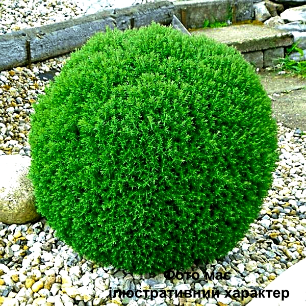 Туя західна "Тедді", Thuja occidentalis 'Teddy' С3 D25/30 - Зображення 2