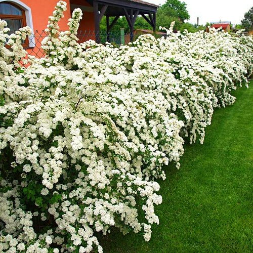 Спірея японська 'Вангутта', Spiraea japonica 'Vanhuttei' С10 Н60/80 - Зображення 2