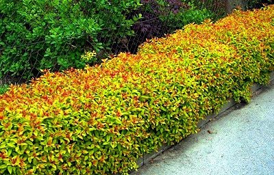 Спірея японська 'Голдфлейм', Spiraea japonica 'Goldflame' С2 Н15/20 - Зображення 2