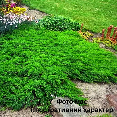 Ялівець даурський, Juniperus davurica С7.5 W40/50