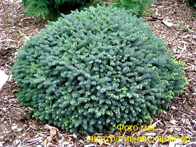 Ялина канадська "Глаука Ехініформіс", Picea glauca "Echiniformis" C7.5, D25-30 - Зображення 2