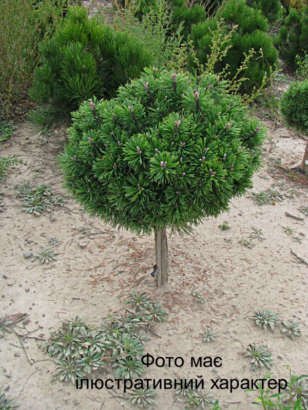 Сосна гірська "Бенжамін" ( НА ШТАМБІ ), Pinus mugo "Benjamin" C15 Pa70