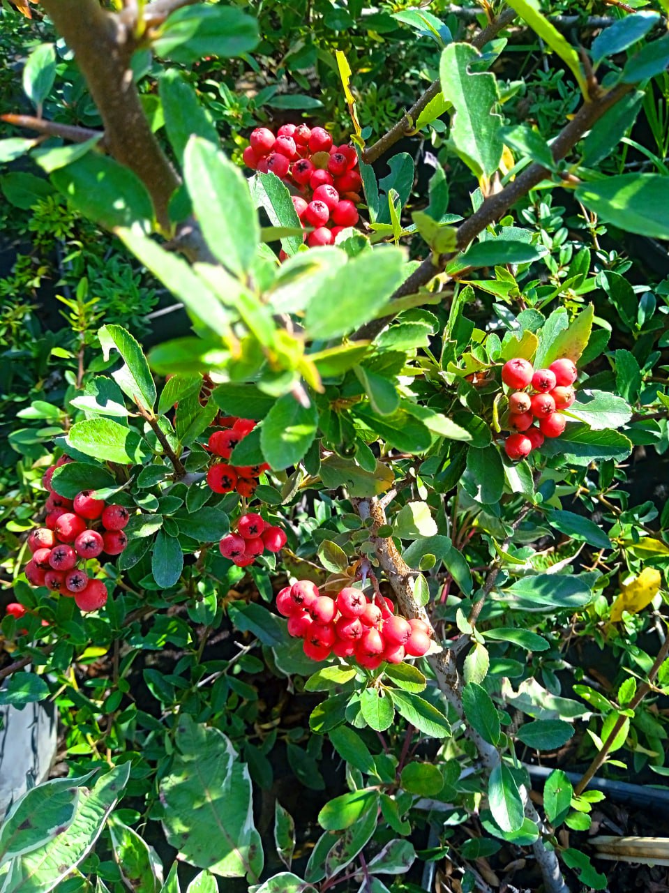 Піраканта 'Ред Колумн', Pyracantha coccinea 'Red Column' C3 H30+ - Зображення 2