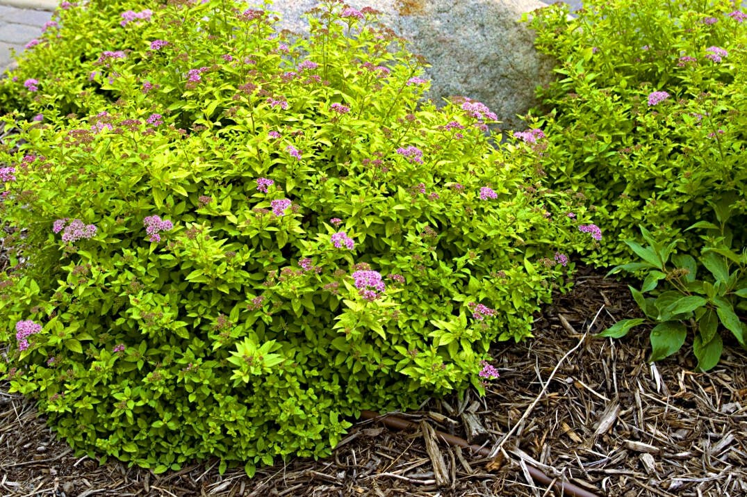 Спірея японська 'Сандроп', Spiraea japonica 'Sundrop' С5 Н15/20 - Зображення 2