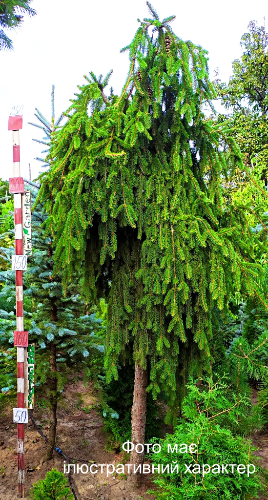 Ялина звичайна 'Інверса', Picea abies 'Inversa' C35, Pa180+
