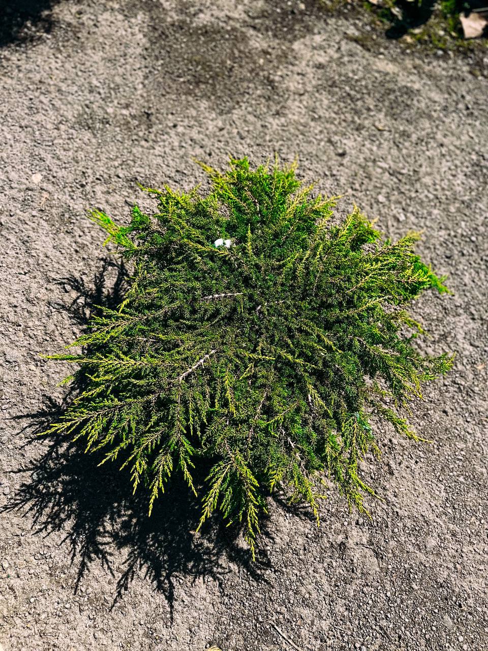 Ялівець звичайний "Грін Карпет", Juniperus communis Green Carpet С5 W30/40 - Зображення 2