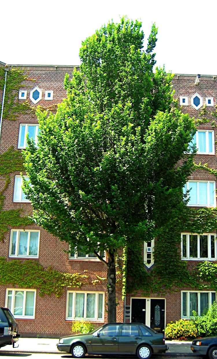 В'яз гібридний "Клусісус", Hollandica "Clusius" С20 Н220+ - Зображення 3