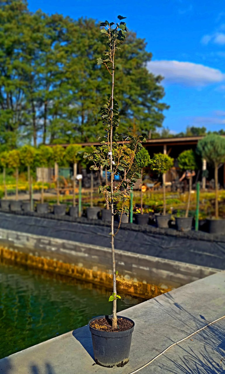 Липа монгольська "Буда", Tilia mongolica 'Buda' С30, H200-250