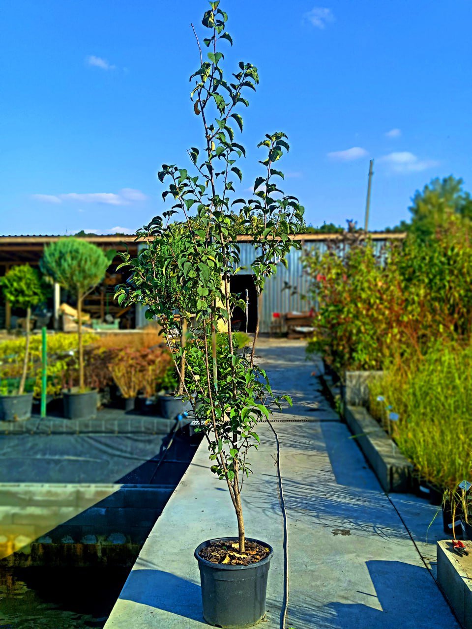 Сакура "Спайер",Prunus x hillieri 'Spire' С25, H200-250