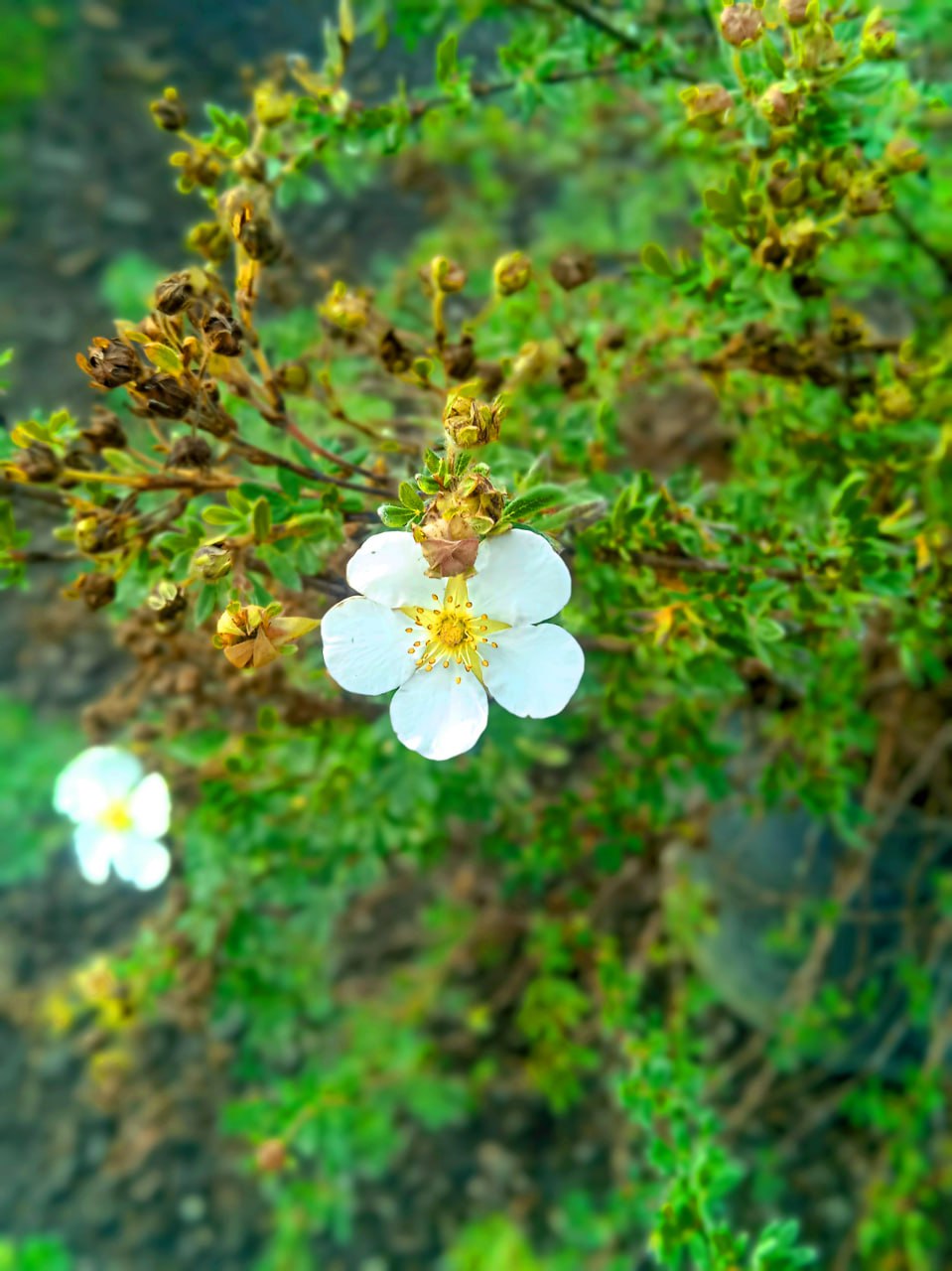 Перстач кущовий "Абботсвуд", Potentilla fruticosa "Abbotswood" С20 Н40/50 - Зображення 2
