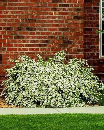 Перстач кущовий "Абботсвуд", Potentilla fruticosa "Abbotswood" С20 Н40/50 - Зображення 3