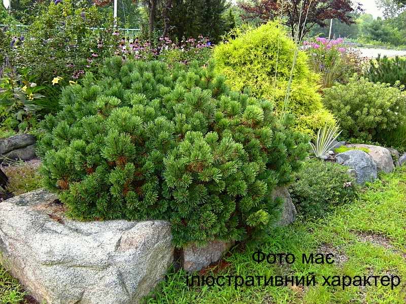Сосна гірська "Мугус", Pinus mugo "Mughus" C5 Н30-35