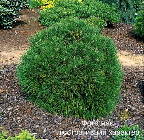 Сосна чорна 'Спілберг',Pinus nigra 'Spielberg' C30 H100+