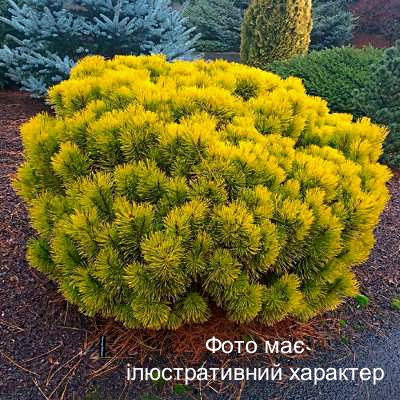 Сосна гірська 'Офір', Pinus mugo 'Ophir' С10 Н25/30