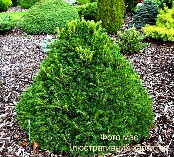 Ялина звичайна 'Томпа', Picea abies 'Tompa'С10 Н20/30