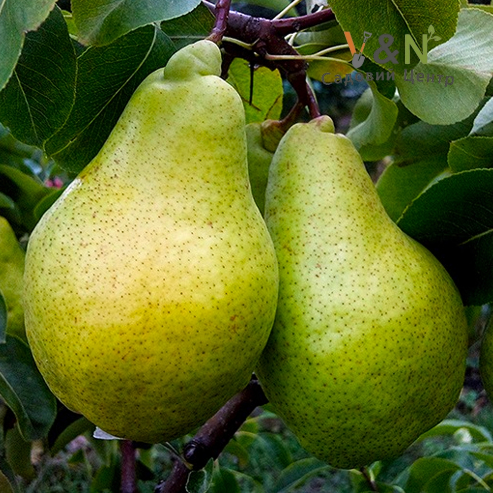 Груша Ноябрська, Pyrus communis 'Noyabrskaya' C10, Н150-170