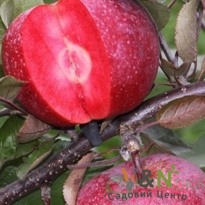 Яблуня "Байя Маріса" (осінь), Malus "Baya Marisa" (голий корінь)