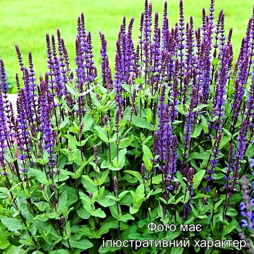 Шавлія дубравна, Salvia С3