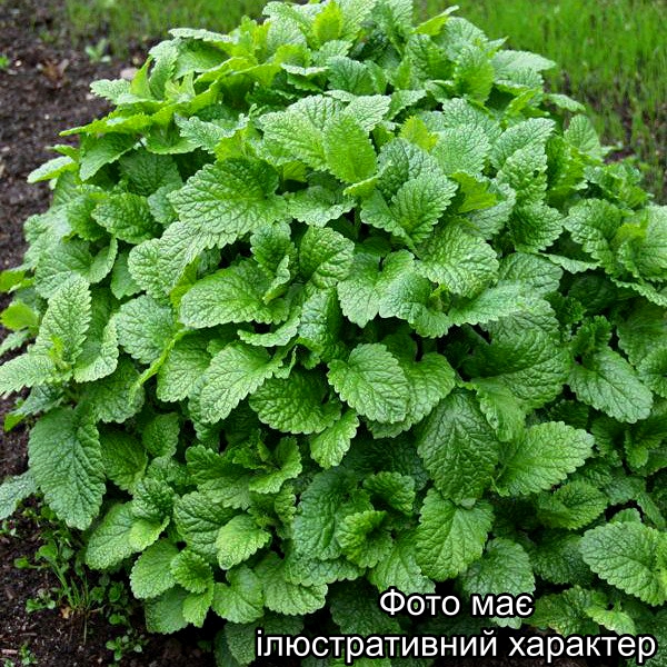 М'ята лимонна, Mentha С2