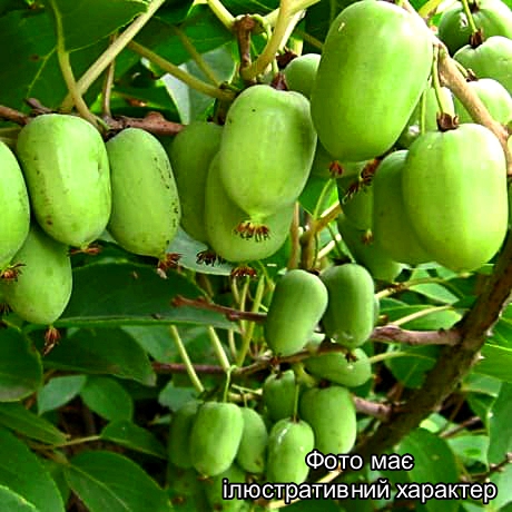 Актинидія Київська Крупна, Actinidia Kiev hybrid С1