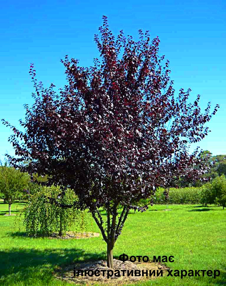 Слива розчепірена, краснолиста "Нігра", Prunus cerasifera 'Nigra' С25 Н170+ обх.4-6