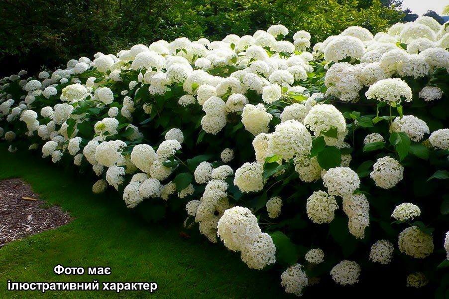Гортензія деревовидна Аннабель, Hydrangea arborescens Annabelle С3