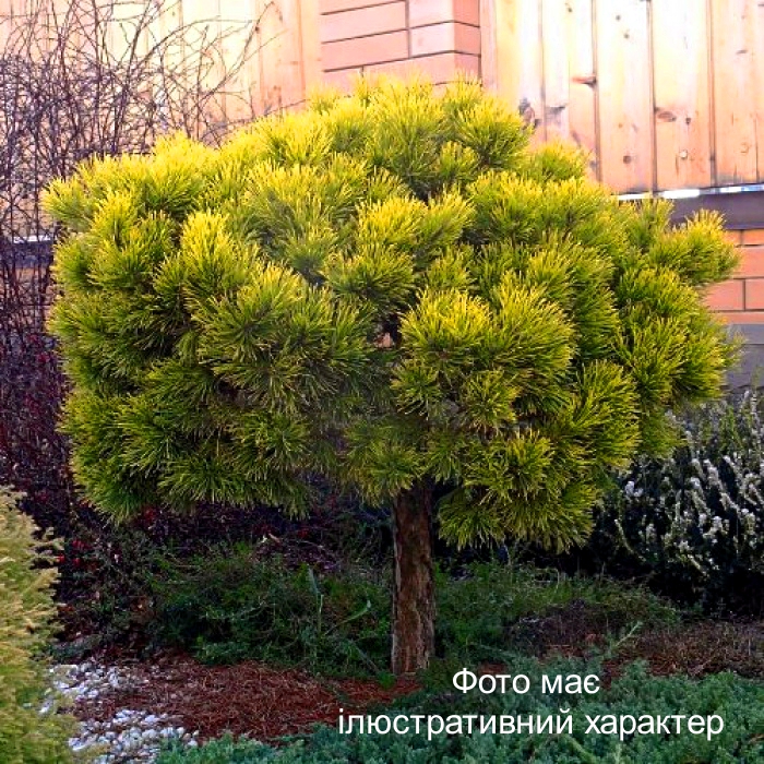 Сосна гірська 'Карстен Вінтерголд' ,Pinus mugo 'Carstens Wintergold' C10, Ра100+