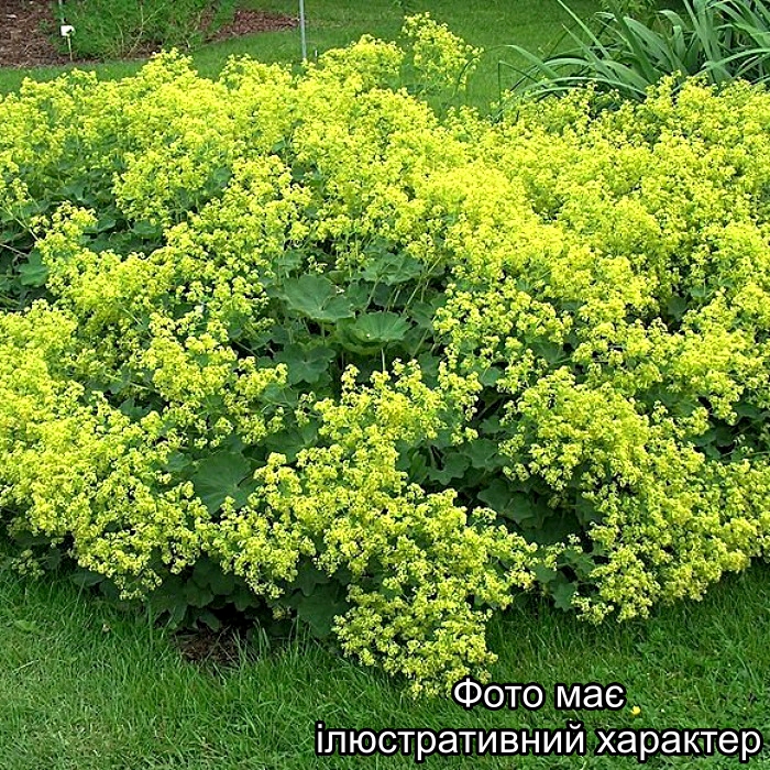 Манжетка звичайна, Alchemilla vulgaris C3