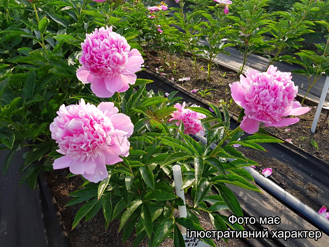 Півонія 'Містер Ед', Paeonia "Mr. Ed." C5