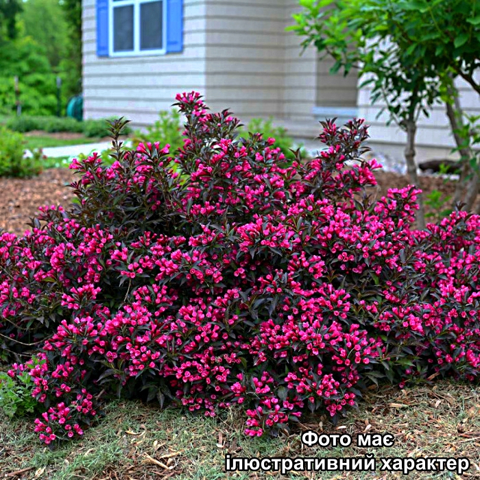 Вейгела квітуча 'Олександра', Weigela florida 'Alexandra' PBR С3 Н40/50