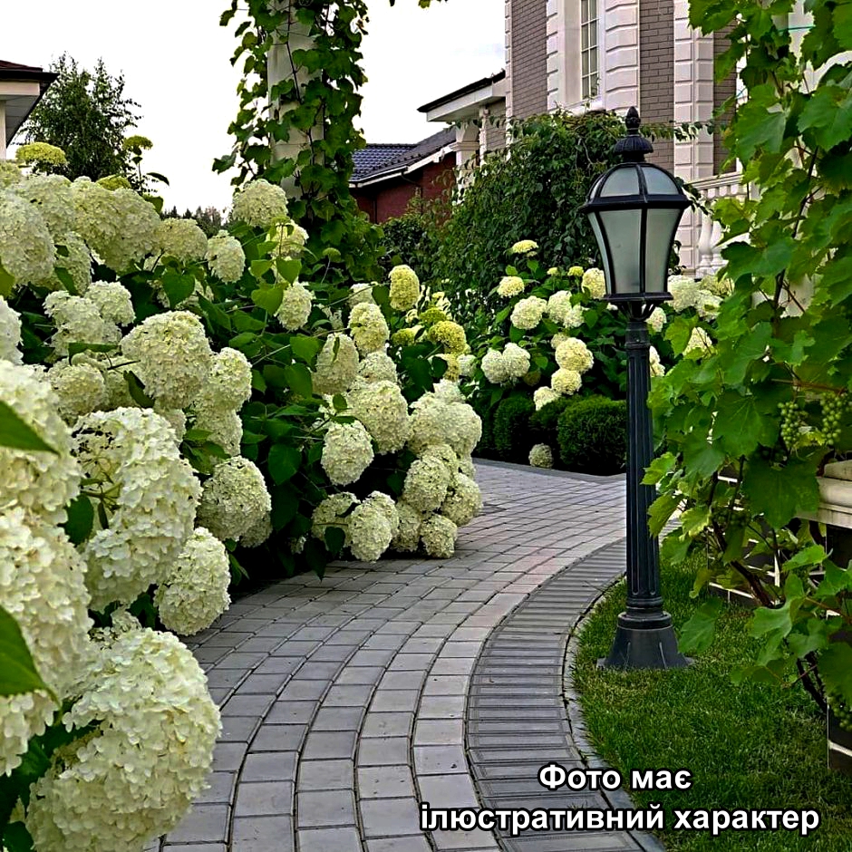 Гортензія "Лаймлайт", Hydrangea paniculata 'Limelight' С7, Н50/60