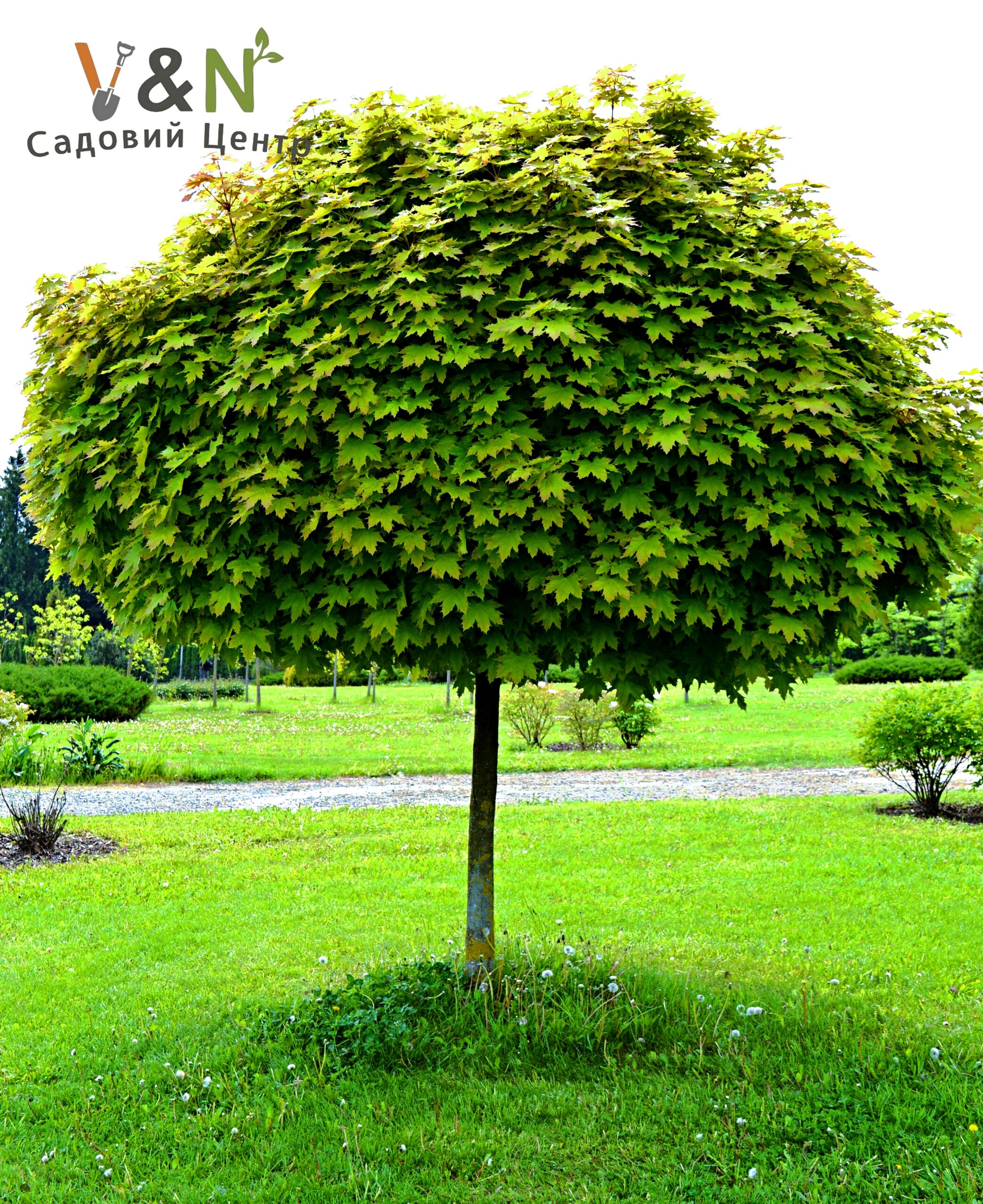 Клен гостролистий 'Глобозум', Acer platanoides 'Globosa' С40, H220+ - Зображення 2
