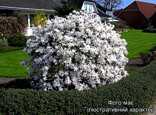 Магнолія стеллата, Magnolia stellata C5, 40/50