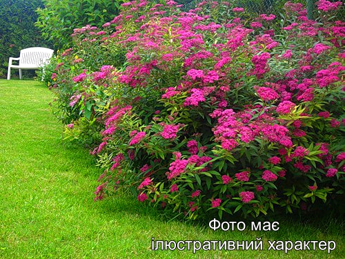 Спірея японська 'Кріспа', Spiraea japonica 'Crispa' С2 Н15/20