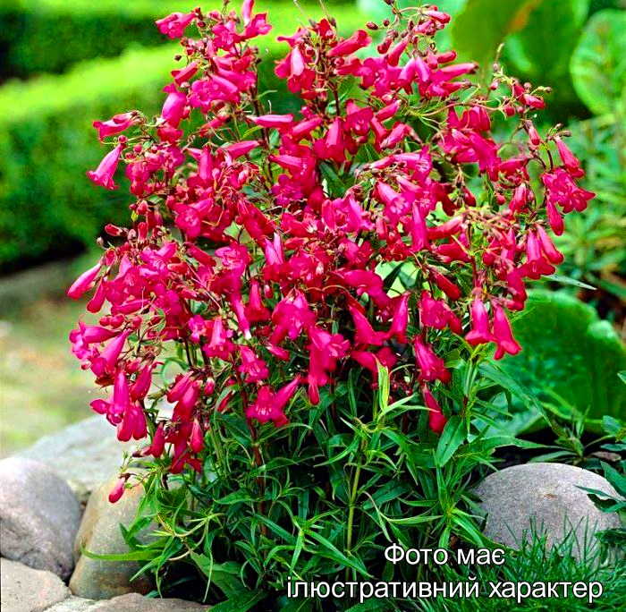 Пенстемон, Penstemon C7.5