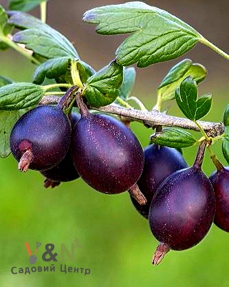 Йошта, Ribes С3