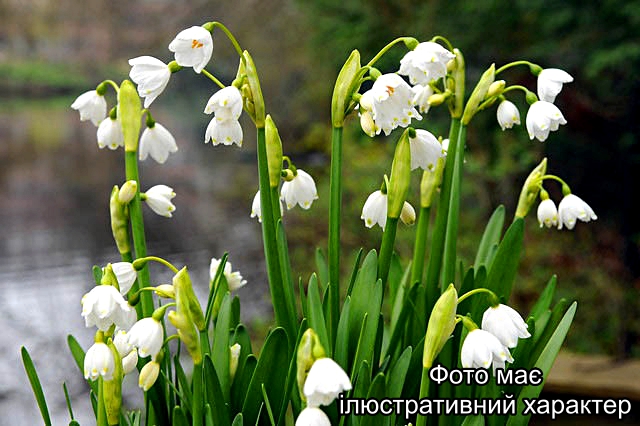 Білоцвіт літній, Leucojum aestivum 'Gravetye Giant' Р9