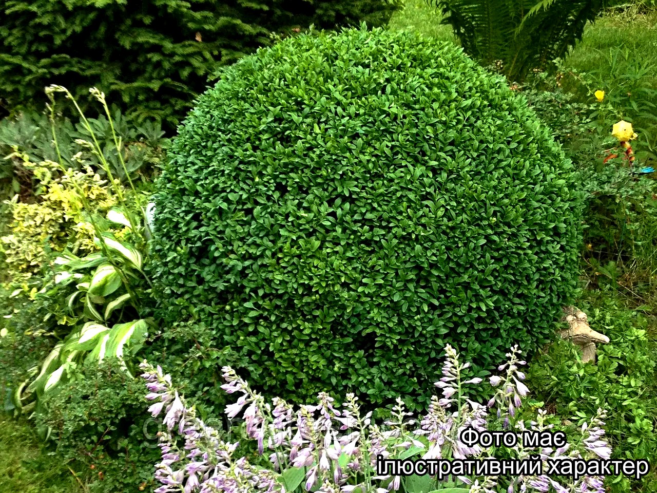 Самшит вічнозелений ( у формі КУЛІ ), Buxus sempervirens D30+, ком