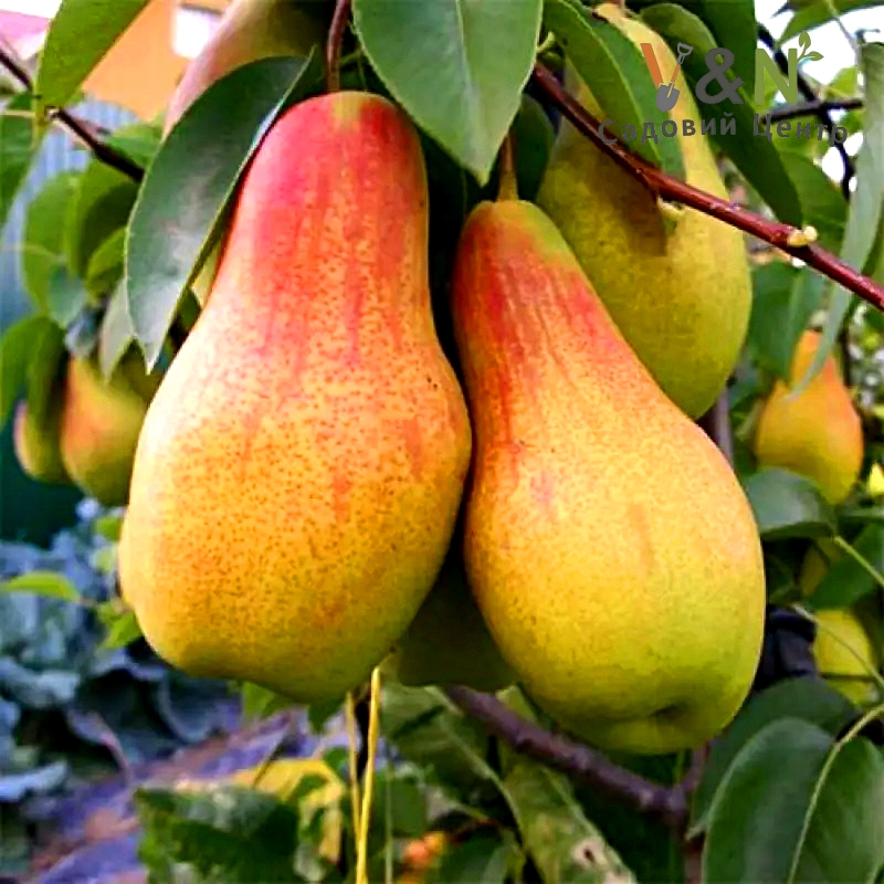 Груша 'Лісова Красуня', Pyrus communis 'Marie Louise' C10, Н150-170