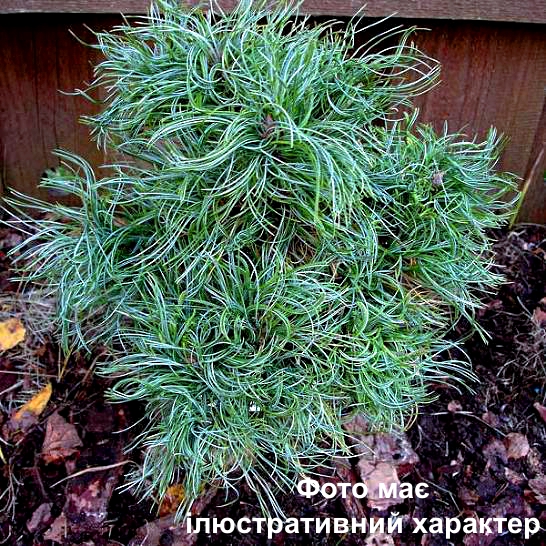 Сосна веймутова 'Тайні Керлз', Pinus strobus 'Tiny Kurls' С10 Н35/40